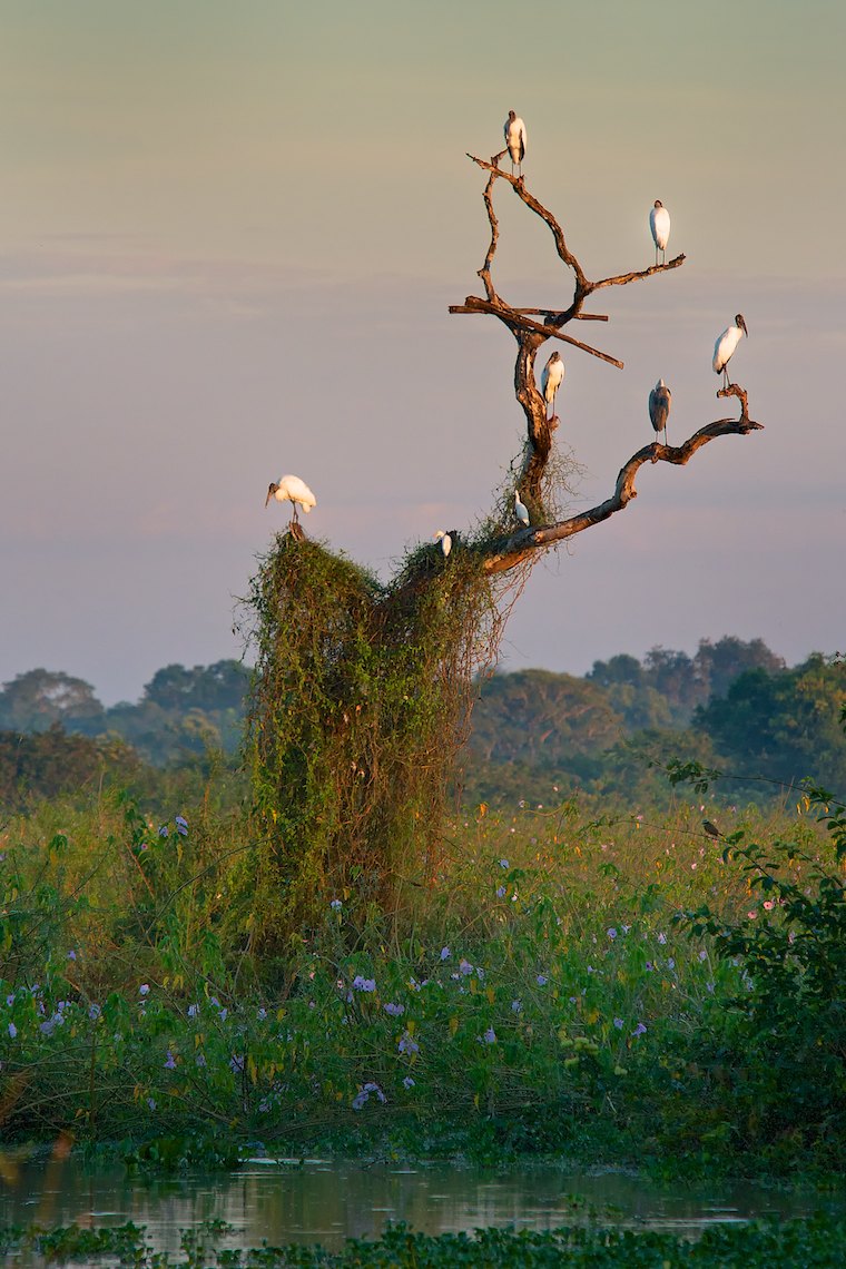 Barth_Brazil_Pantanal 37.jpg