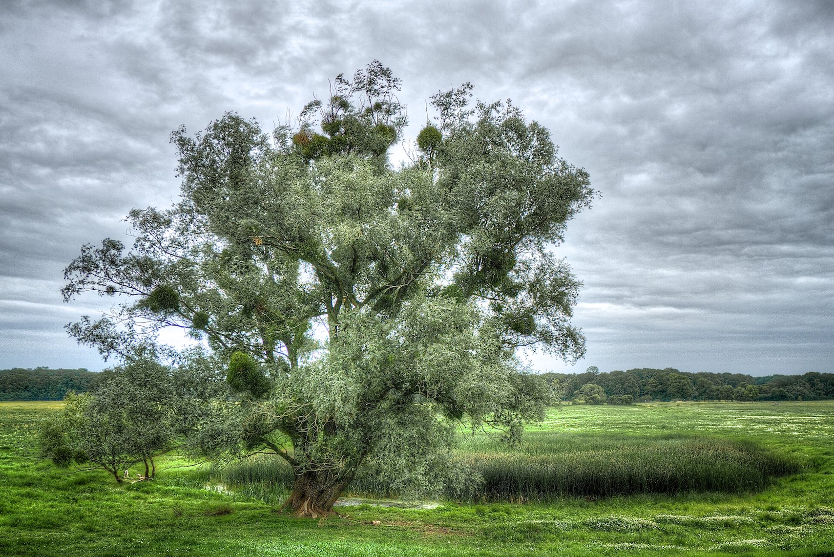 Germany Elbwiesen tree HDR