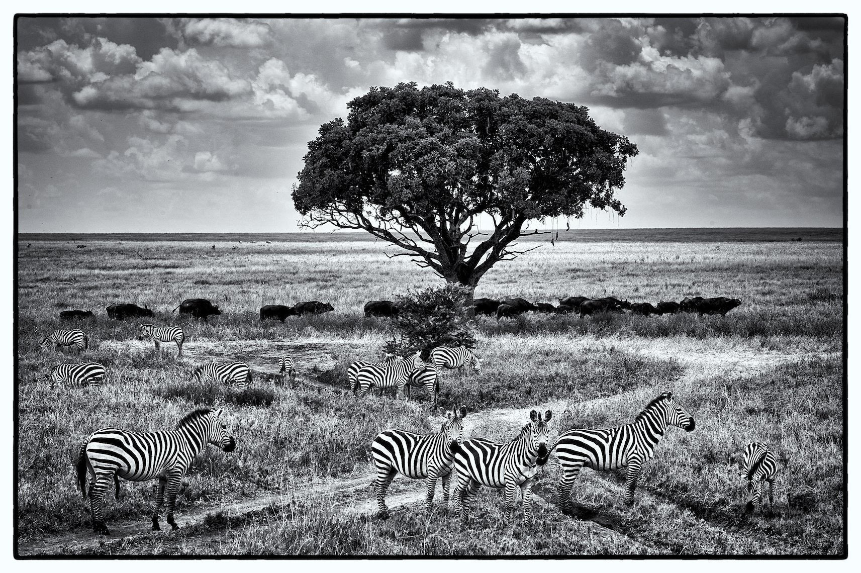 Tanzania Serengeti tree zebras