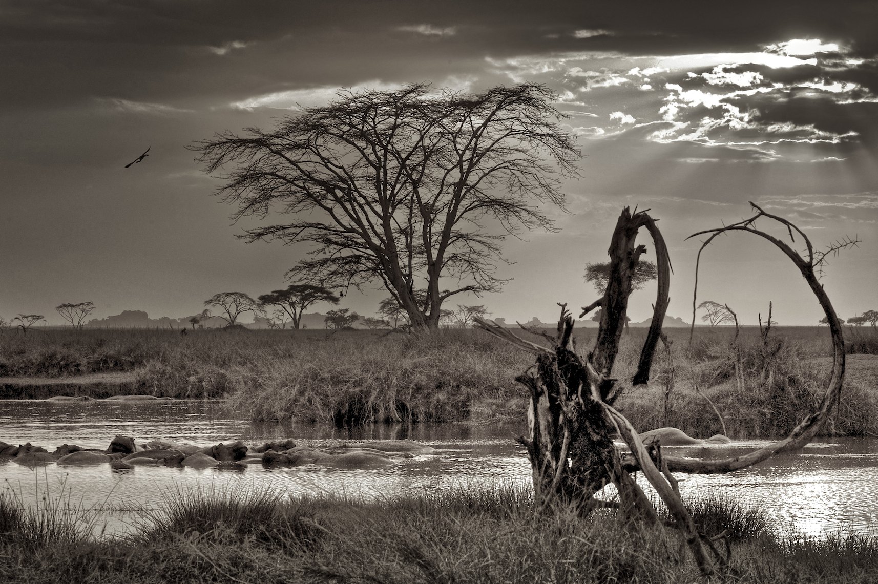 Tanzania Serengeti hippos landscape black and white
