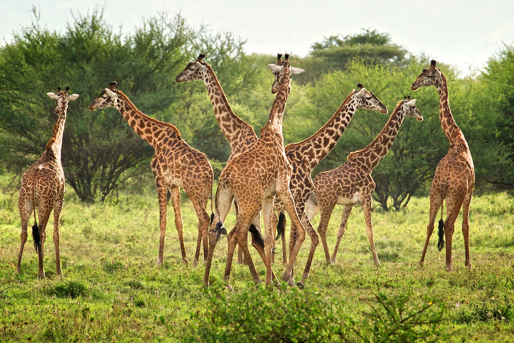 Tanzania Serengeti Giraffes Ballet