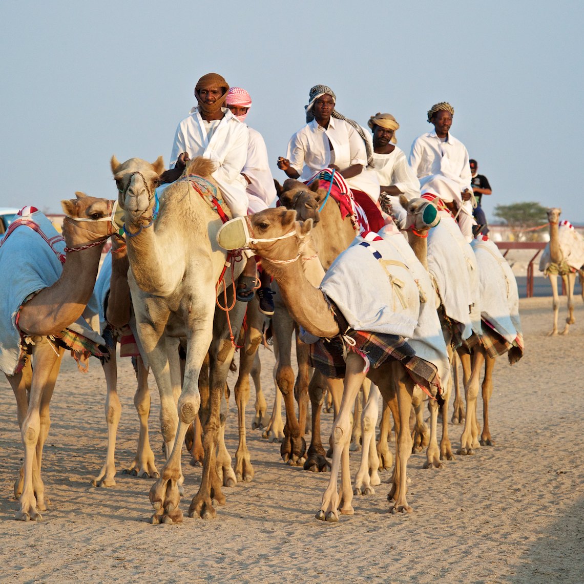 Qatar Al Shahaniya camel race training 1 001.jpg