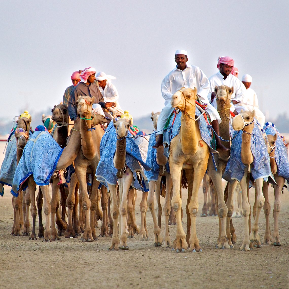 Qatar Al Shahaniya camel race training 6