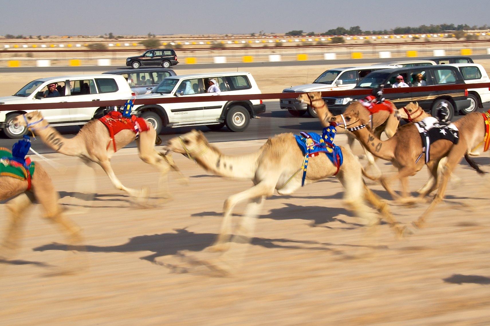 Image result for camel racing qatar