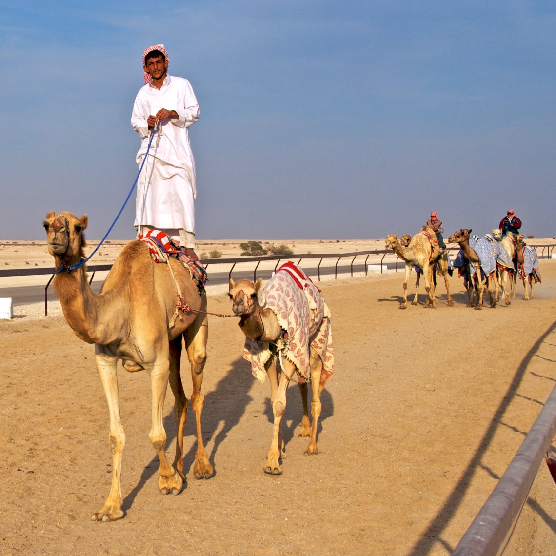 Qatar Al Shahaniya camel race training 3 003.jpg