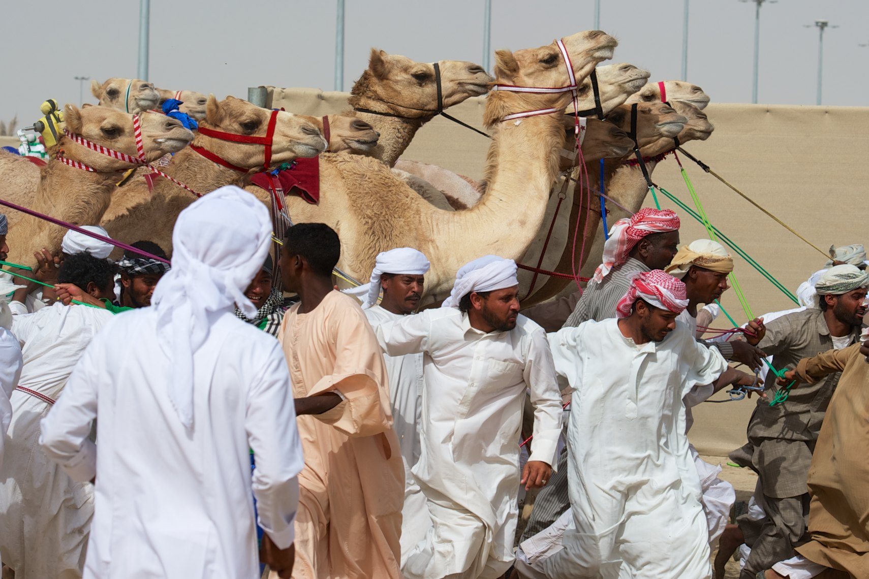 Qatar Al Shahaniya camel race preparing for  the start