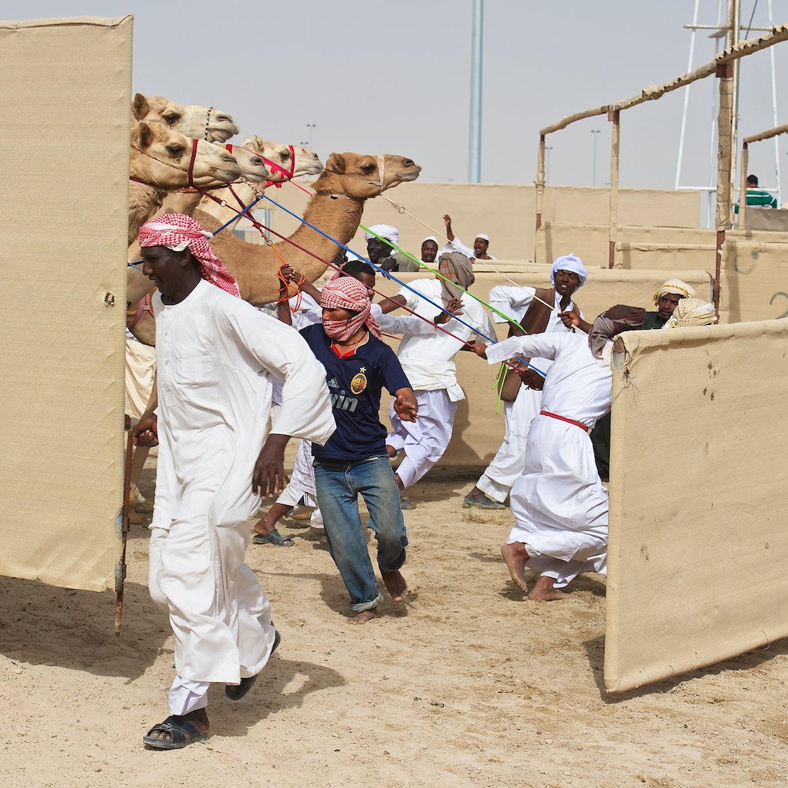 Qatar Al Shahaniya camel race preparing for  the start
