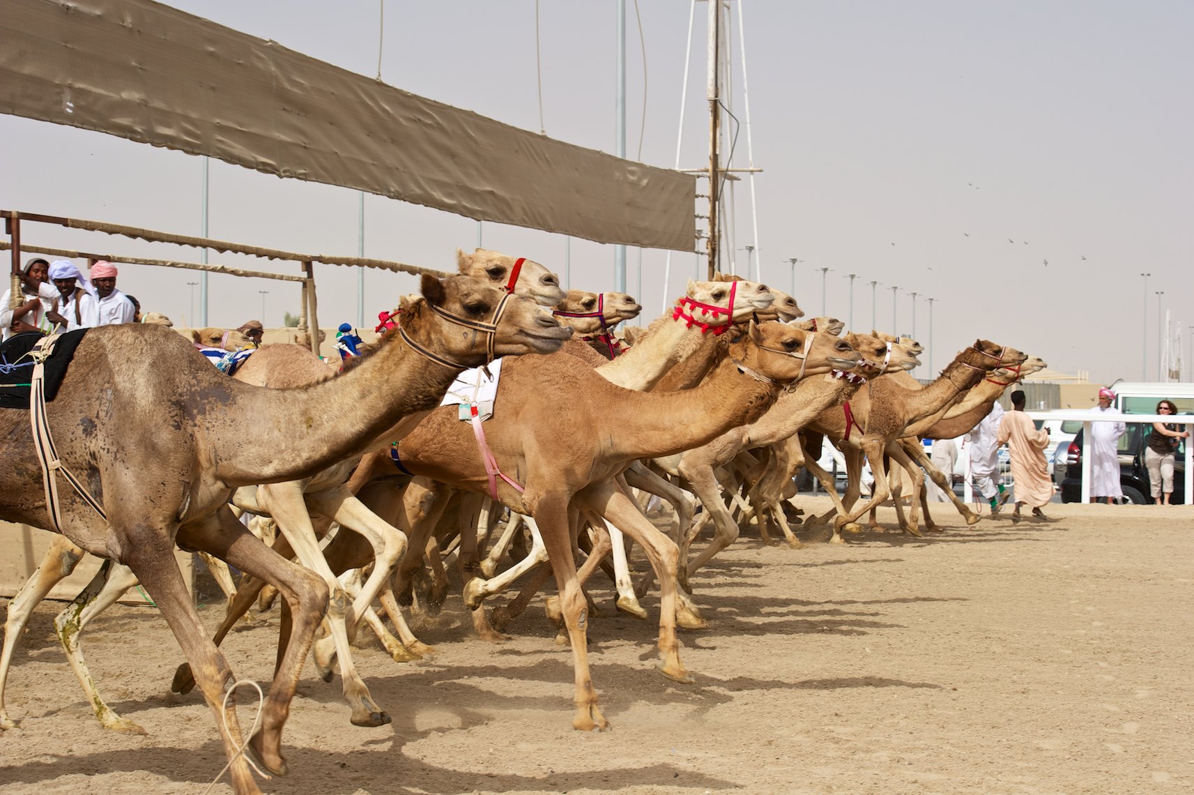 Qatar Al Shahaniya camel race at the start 2 KaiHenrik Barth Photography