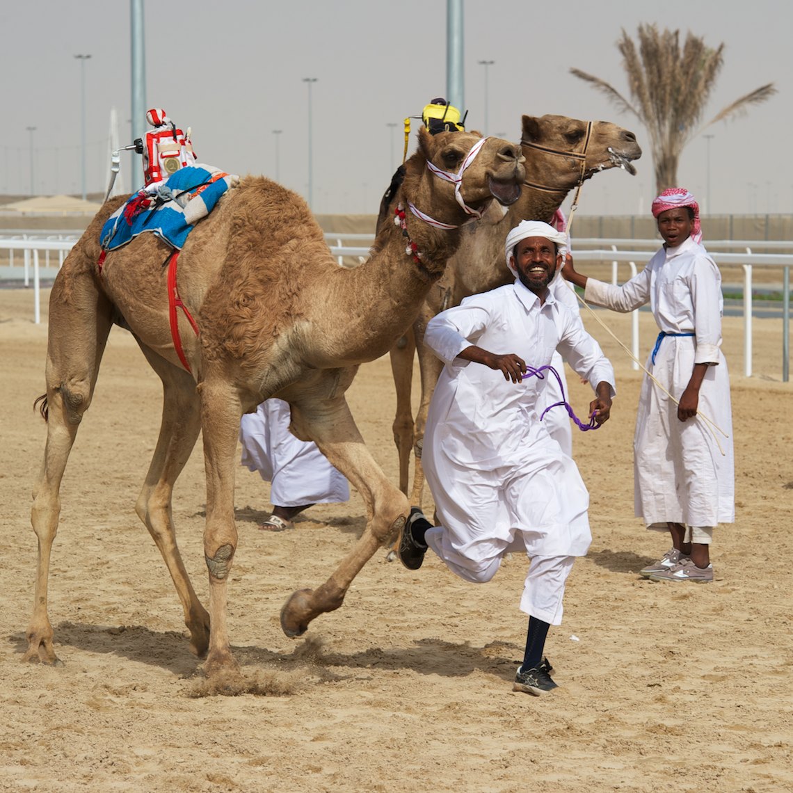 Qatar Al Shahaniya camel race finish line