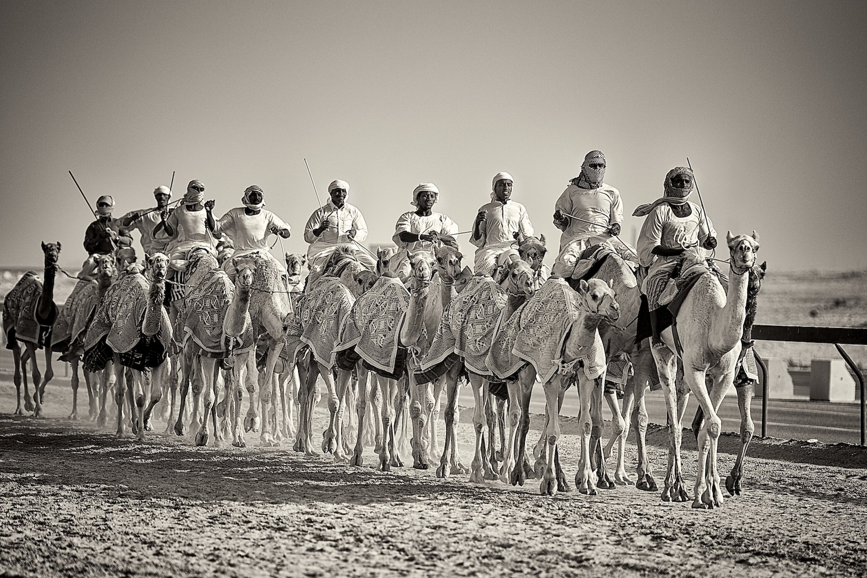 Qatar Al Shahaniya camel race training black and white