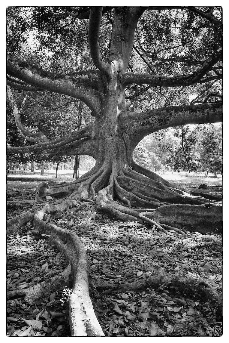 Sri Lanka Kandy Botanical Garden tree black and white