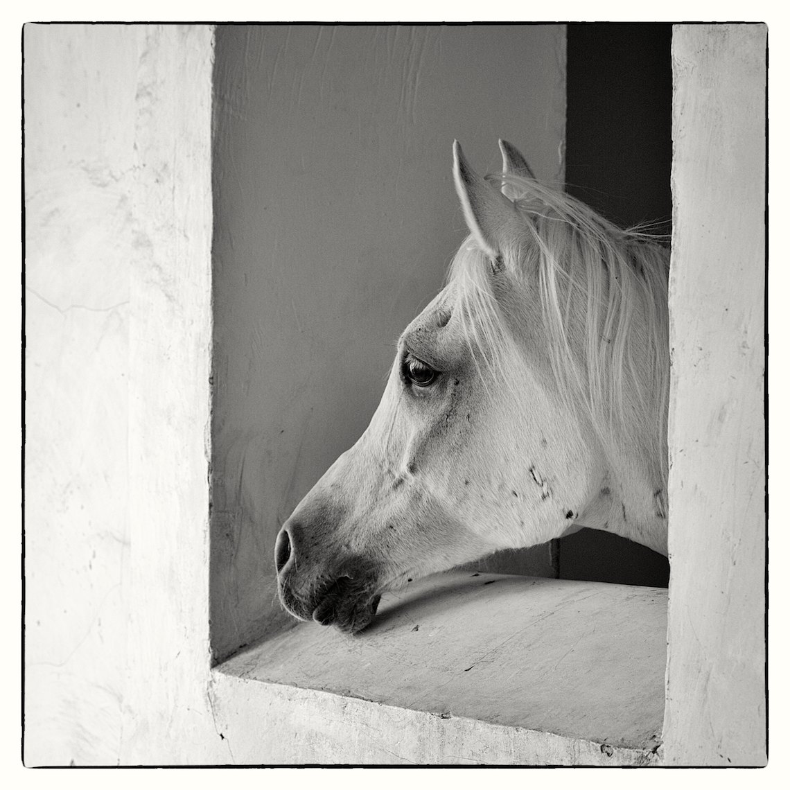 Arabian horse, Souq Waqif